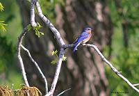 Eastern Bluebird May 07 Field Trip 